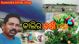 କାଲିର ବର୍ଷା ପରେ || Odia Vlog || Daily Life style || Surendra Bindu Vlog