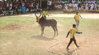 சூரக்குடி செகுட்டு அய்யனார் குழு Vs காரைக்குடி வழிவிட்டான் நினைவோடு பாஞ்சு காளை | PK Media