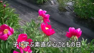 芍薬