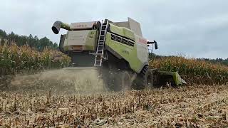 🌽Kukuřice🌽na zrno🌽2024🌽Claas lexion 750,arion 550,Zetor forterra 125 #6