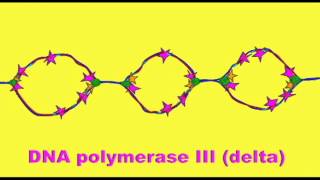 GENETICS 2: DNA REPLICATION SUMMARY