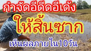 กำจัดข้าวดีด ข้าวเด้ง เห็นผลภายใน10วัน 061-3351847กำนันเอกกิ่งทอง