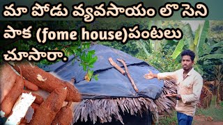 ||మా గిరిజన కొండ పోడు వ్యవసాయం లొ సెని పాక(fomehouse)దగ్గర పండించే పంటలు||Hill's fomehouse||