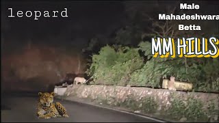 Leopard Spotted in MM Hills | Male Mahadeshwara Betta #leopard