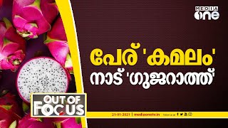 പേര് 'കമലം', നാട് 'ഗുജറാത്ത്' | Gujarat Renames Dragonfruit 'Kamalam' | Out Of Focus |