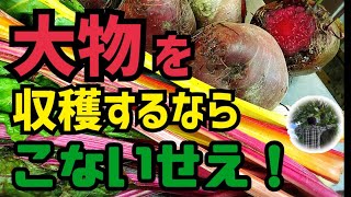 【ビーツ栽培】家庭菜園（簡単）マル秘収穫方法で大量収穫