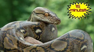 Python tutorial! (All four parts into one)