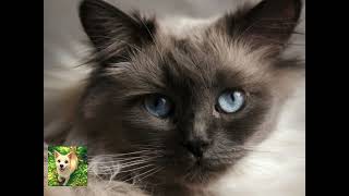 Balinese Cat: The Long-Haired Siamese Explained