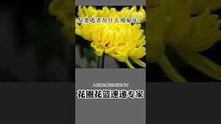 国内祭奠逝者为什么用菊花?为什么在参加葬礼时要送菊花?为什么给死人献菊花？为什么常用菊花表示哀悼之意？