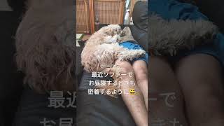 大型犬のあったか抱き枕と添い寝する【ゴールデンドゥードル】【goldendoodle】【goldenretriever】【多頭飼い】【ミックス犬】可愛い 睡眠 dog sleep sofa cute