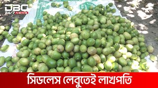 সিডলেস লেবুর বাম্পার ফলন ফলালেন স্বামী-স্ত্রী | DBC NEWS Special