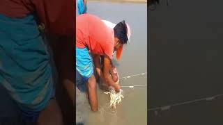 বিলে পুটি মাছ ধরার নতুন কৌশল | Nice view of putty fishing#shorts