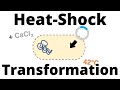 Heat-Shock Transformation Protocol (for Bacteria)