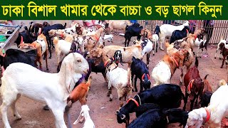 ঢাকায় বিশাল ছাগলের খামার থেকে তোতাপুরী ছাগলের বাচ্চা ও বড় ছাগল কিনুন goat farm