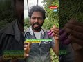 நம் தோட்டத்தில் உஜாலா கத்தரிக்காய் அறுவடை விவசாயம் agriculture farmerlife shortsfeed tranding