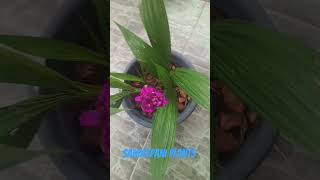 ලස්සන මල් වලට Subscribe එකක ඕනේ. Orchid Plants #orchid #orchids