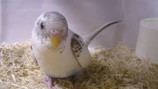 そっくりな子に出会っちゃいました〜😊【セキセイインコ　ハルクイン】（字幕あり）