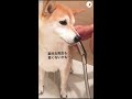 お風呂が苦手な柴犬さん「あれ、気持ちいい…？」…🐶🛁 shorts