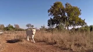 Ishca, Naobi and Echo | The Lion Whisperer