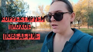 Корректируем поведение собаки с успехом! | Готовлюсь уже к рождеству