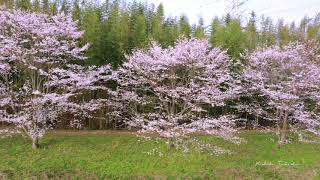 4Kドローン　千葉県市原市村田川の瀬又付近の桜