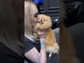cute Pomeranian shows love to its LOVER🐶🐶🐶🐶