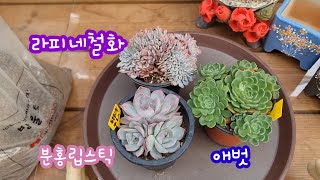 24.8.12 🌸가성비 좋은 라피네철화 애벗 분홍립스틱 분갈이해요🌸 스피드다육 010-5248-5955