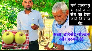 Hot Climate Apple Variety Anna, Dorset Golden and HRMN 99 Fruit test. गर्म स्थानों के सेब का टेस्ट