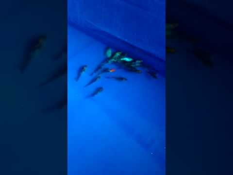 Koi sleeping desease.. stress koi. What to do? 30pcs of them. Koi sleeping desease.. stress koi. What to do? 30pcs of them.