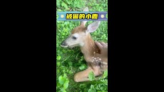 小鹿被困在鐵欄裡奄奄一息，善良的爺爺發現並救了它 #人與動物和諧共處 #神奇動物在抖音 #萬物皆有靈性 #野生動物零距離 #動物世界看人生百態