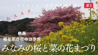 河津桜穴場の鑑賞地、南伊豆町「みなみの桜と菜の花まつり」【１泊２日で行く河津桜満喫の旅】#3最終回