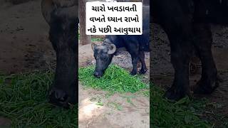 ચારો ખવડાવતી વખતે ધ્યાન રાખો નકે પછી આવુથાય