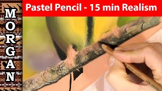 Pastel pencils drawing a branch realism Jason Morgan Art