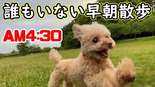 【散歩】久々の全力疾走【ティーカッププードル　トイプードル　teacup poodle】