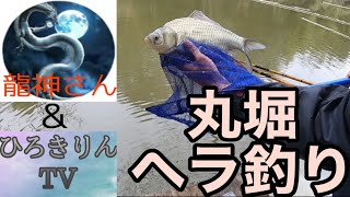 龍神さんと埼玉県、丸堀でヘラブナ釣り！パン粉でパンセット(*´-`)