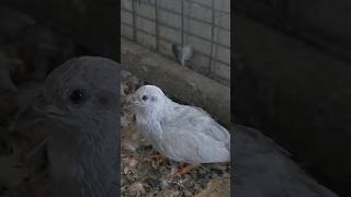 വെറുതെ പൈസ പോയി🐣 | Button quail brooding #buttonquail #petlovers #quail