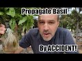 Never Buy Basil Again!!