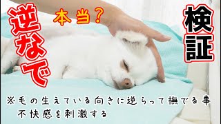 【検証】犬を逆撫ですると不快になるのか検証してみた！？