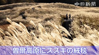 まるで黄金色のじゅうたん　三重・奈良県境近くの曽爾高原でススキ見ごろ