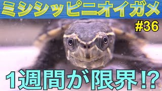 【ミシシッピニオイガメ】飼育 36 1週間が限界です⁉︎