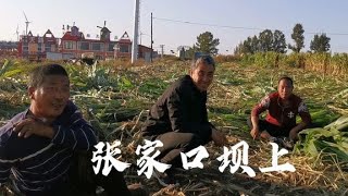 河北张家口坝上开始秋收了，种草亩产30000斤，还种莜麦喂牲口