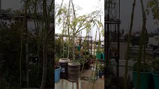 4வது மாடி தோட்டம் (4th floor garden)