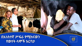 በአነስተኛ ሥፍራ የሚከናወን የወተት ላሞች እርባታ