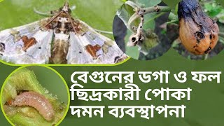 বেগুনের ক্ষতিকর ডগা ও ফলছিদ্রকারী পোকা দমন ব্যবস্থাপনা। (Krishi Seba)