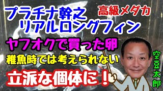 ヤフオク！で買ったプラチナ幹之リアルロングフィンの卵稚魚選別時では考えられない個体に成長！