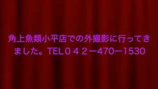 角上魚類小平店での外撮影です。#チャンネル登録を宜しくお願いしますm