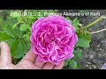 【玫瑰品种介绍1】063 5种美到令人心醉的丰花大包子玫瑰 5 stunning beautiful roses