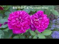 【玫瑰品种介绍1】063 5种美到令人心醉的丰花大包子玫瑰 5 stunning beautiful roses