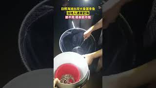 日照海滩出现大量面条鱼 当地人通宵赶海