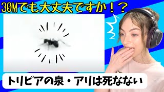 【 海外の反応 】『トリビアの泉』 虫のトリビア アリはどんな高さから落ちても死なない！？ アメリカ人 リアクション